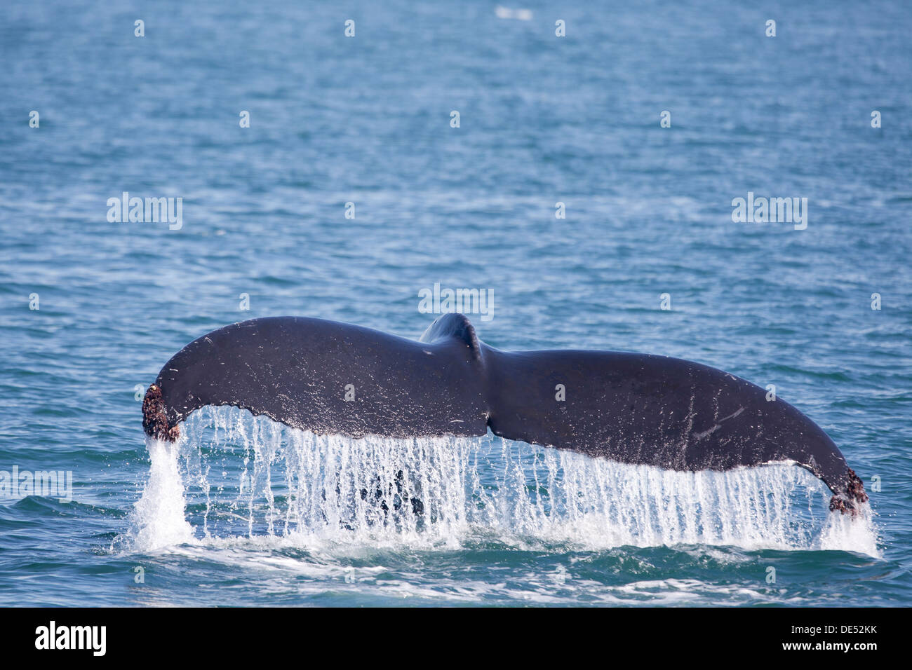 Humpback whale in Prince William Sound, Alaska, U.S.A. Stock Photo
