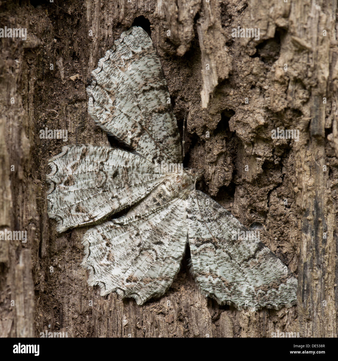 A close up on a brown moth mimicking dead tree Stock Photo