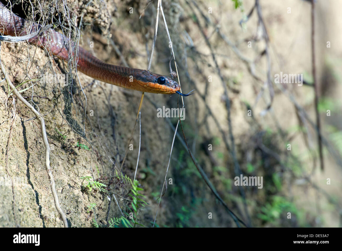 Neotropical Bird Snake or Dos Cocorite (Pseustes poecilonotus), Dos