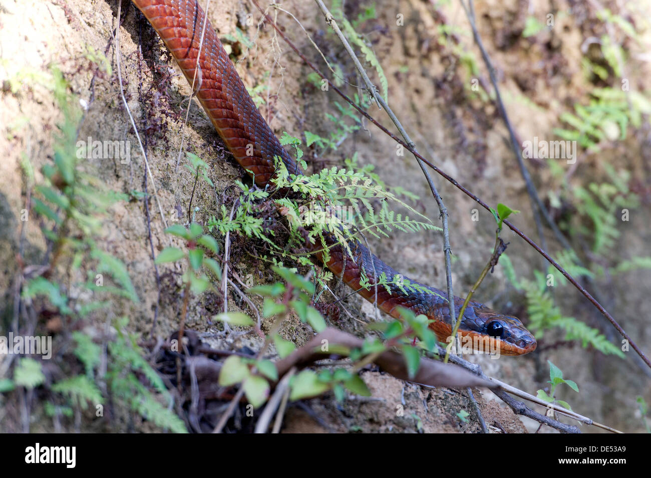 Neotropical Bird Snake or Dos Cocorite (Pseustes poecilonotus), Dos