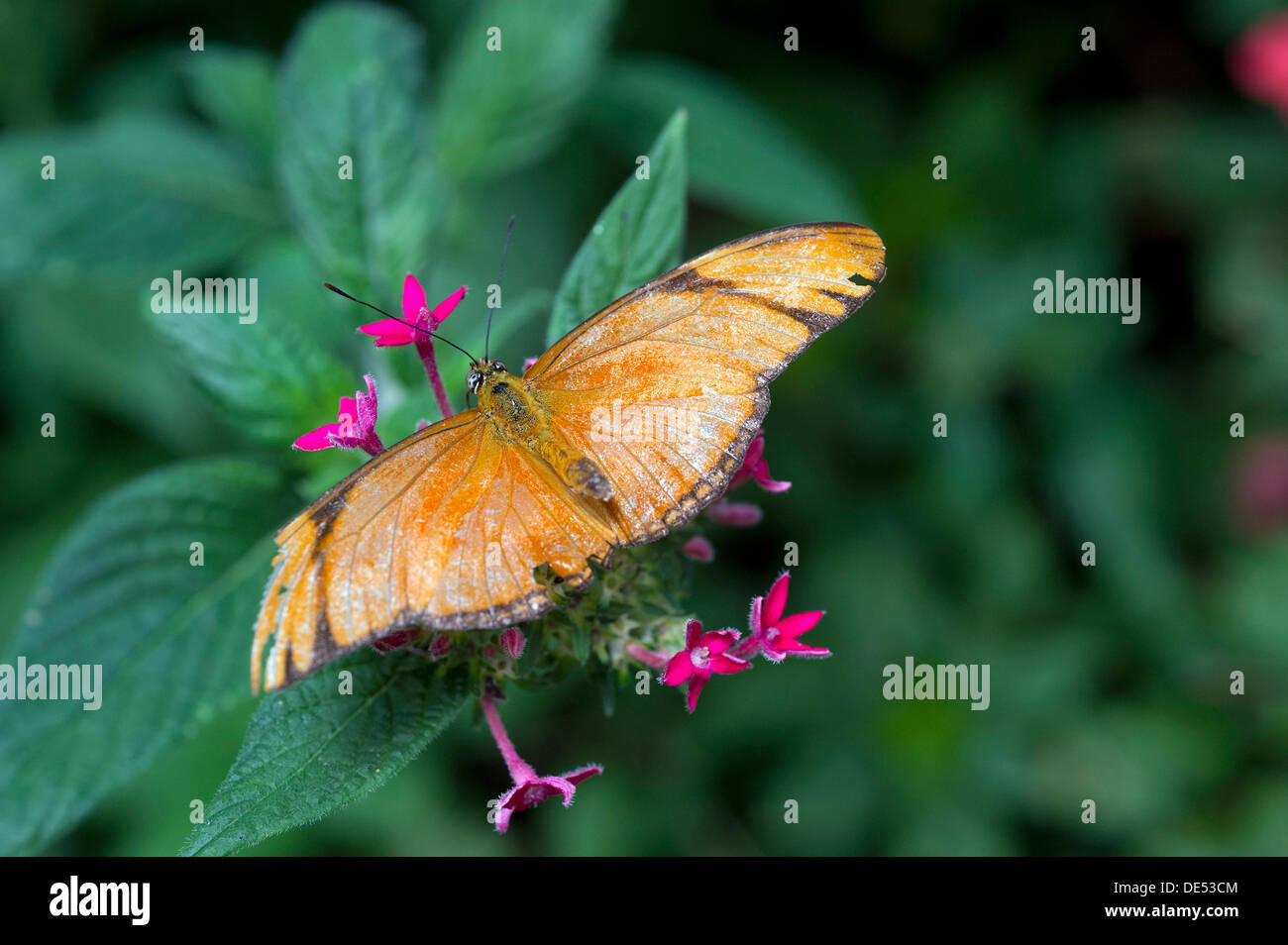 Julia Butterfly (Dyras iulia), Monteverde, Puntarenas Province, Costa Rica, Central America Stock Photo