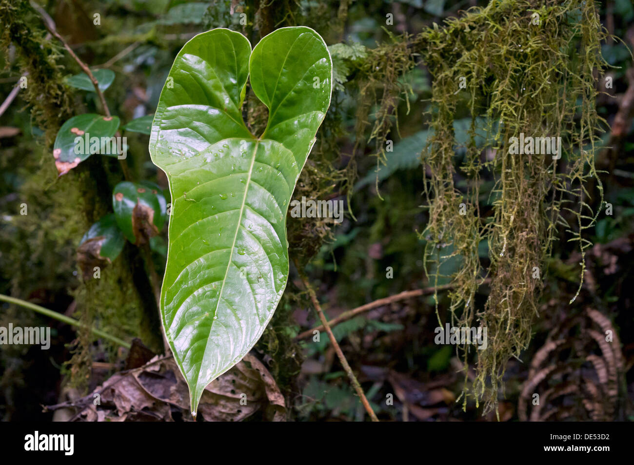 Cloud forest vegetation with leaf of the flamingo flower (Anthurium  ochranthum), San Gerardo de Dota, Province of San Jose Stock Photo - Alamy