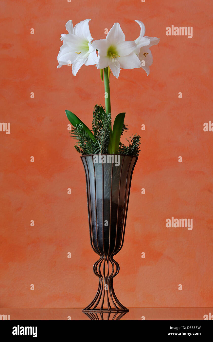Amaryllis in a vase hires stock photography and images Alamy
