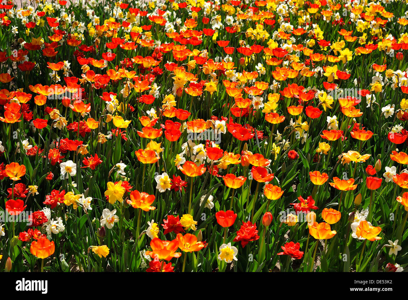 Colourful flower bed with tulips (Tulipa) and daffodils (Narcissus ...