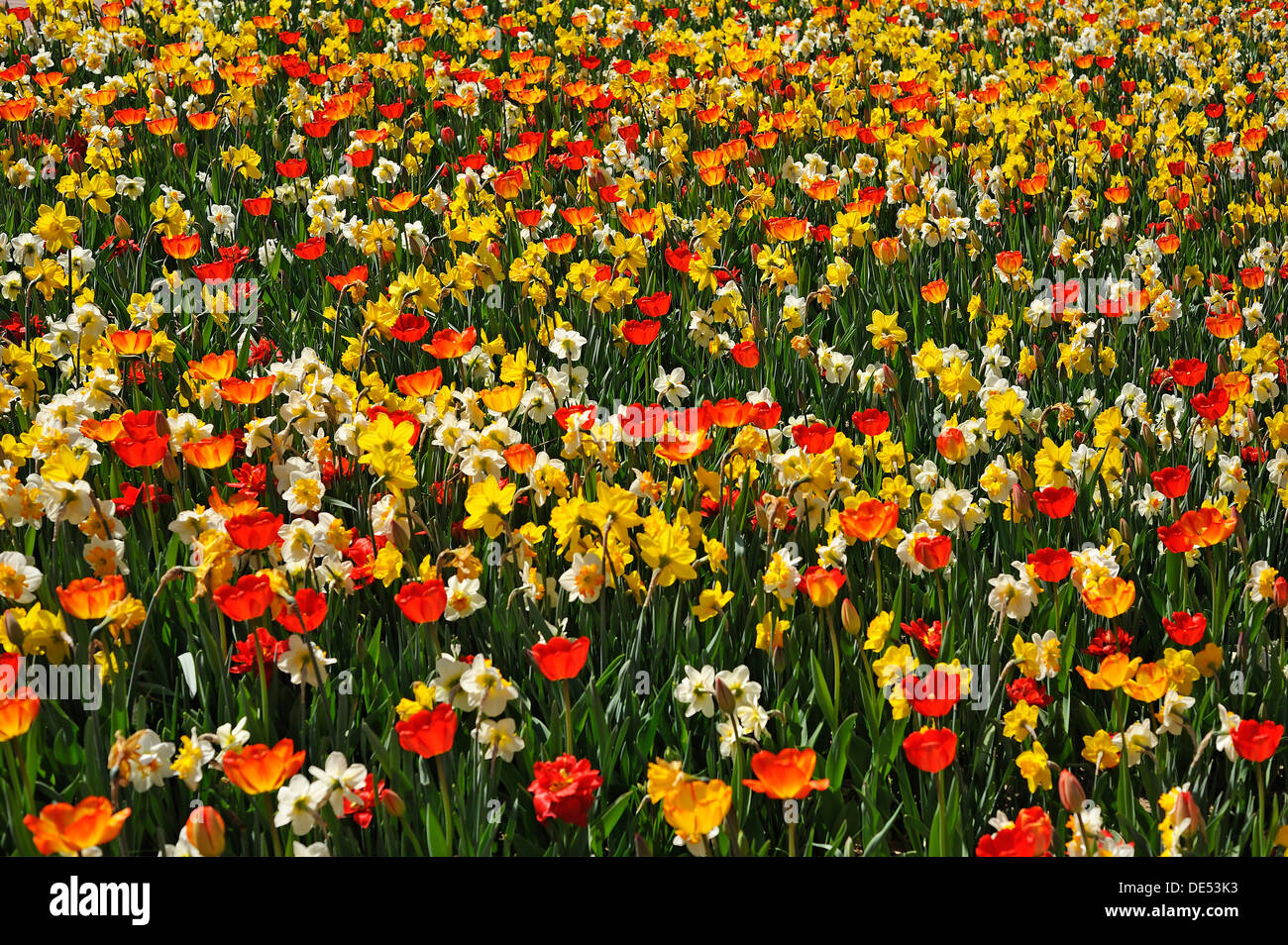 Colourful flower bed with tulips (Tulipa) and daffodils (Narcissus ...