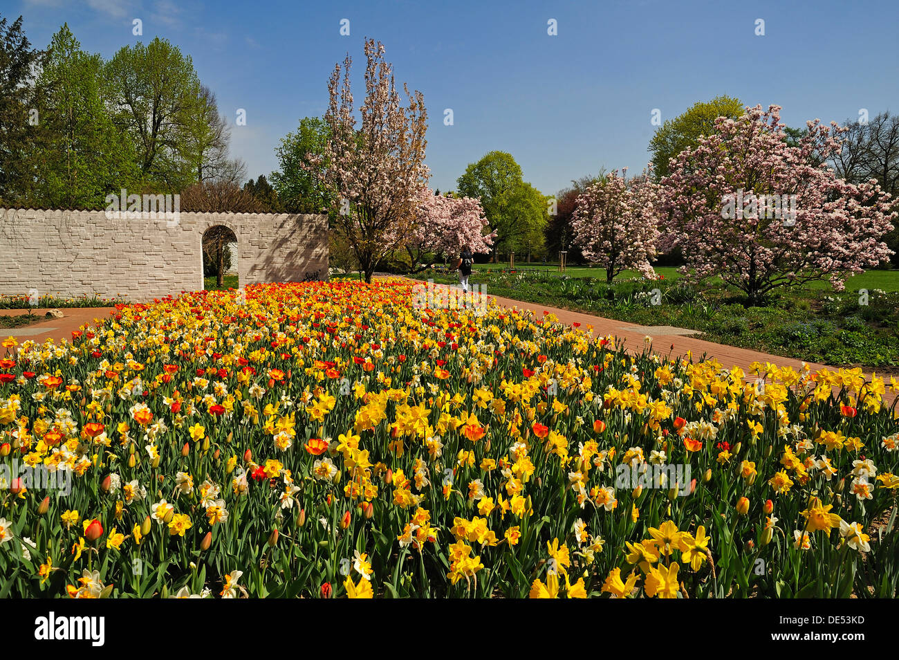 Colourful flower bed with tulips (Tulipa) and daffodils (Narcissus) in ...