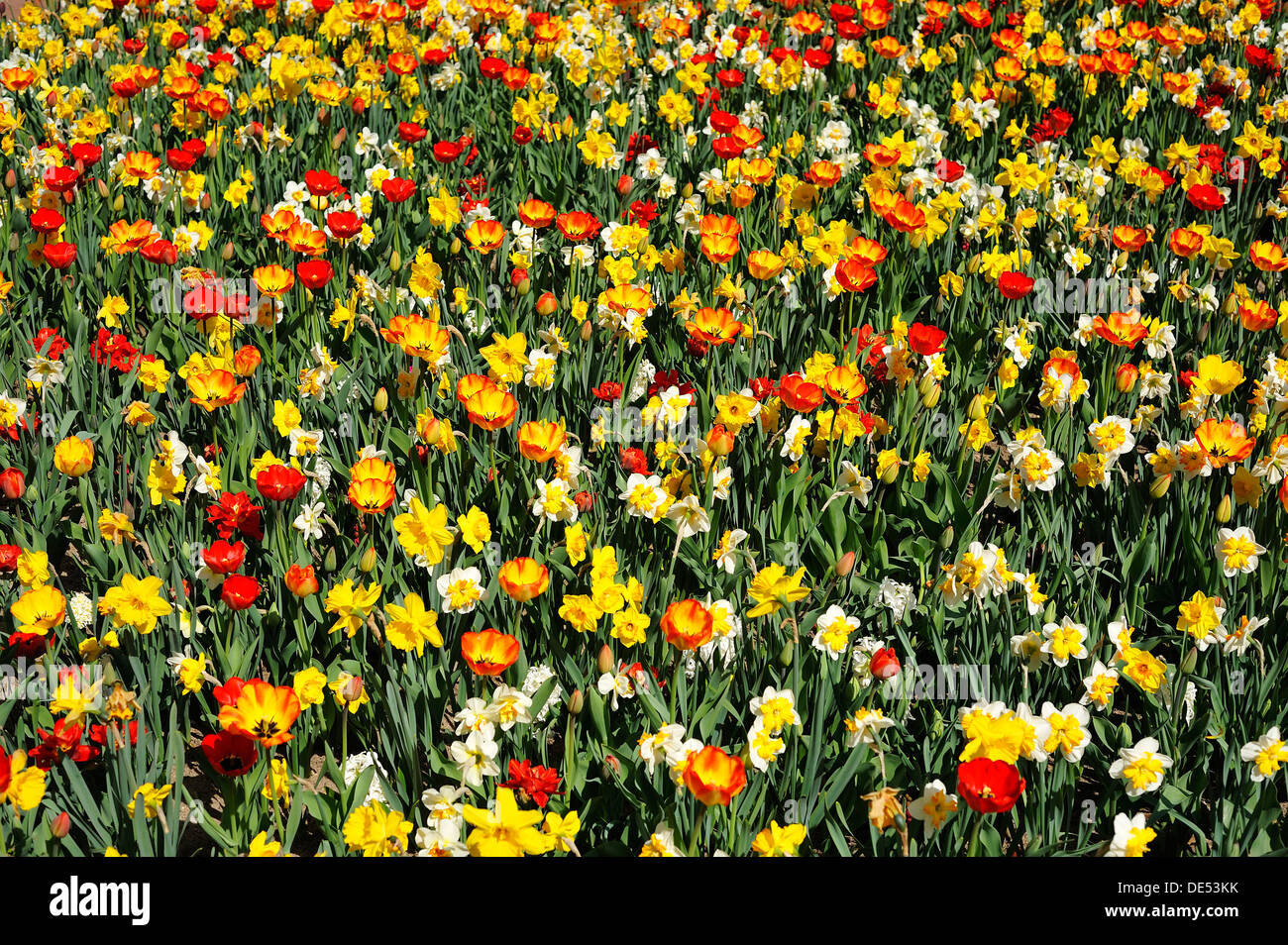 Colourful flower bed with tulips (Tulipa) and daffodils (Narcissus), Nuremberg, Middle Franconia, Bavaria, Germany Stock Photo