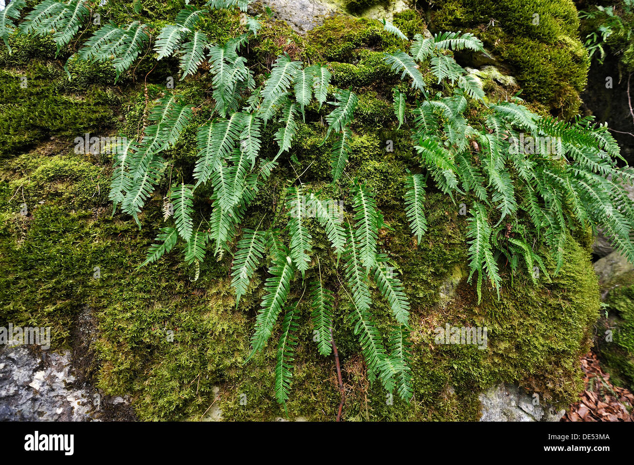 Hard Shield Fern (Polystichum aculeatum) on a moss-covered rock, Hiltpoltstein, Upper Franconia, Bavaria, Germany Stock Photo