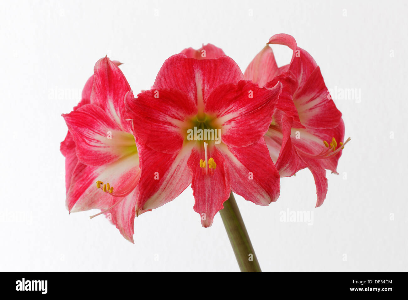 Amaryllis flowers (Hippeastrum 'Neon') Stock Photo