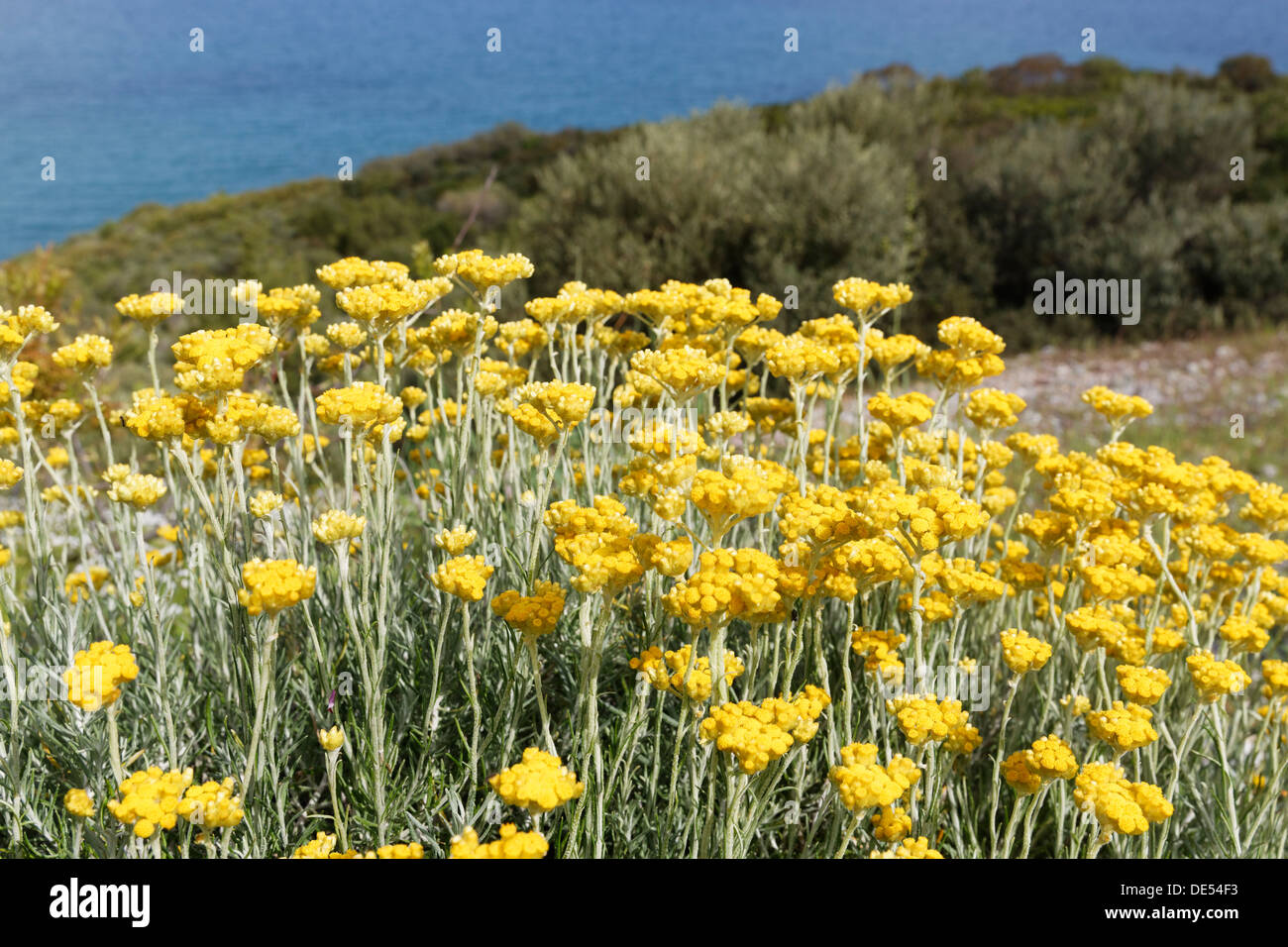 Flowering Curry Plant (Helichrysum italicum), Dilek National Park, Kuşadası, Aydin province, Aegean region, Turkey Stock Photo