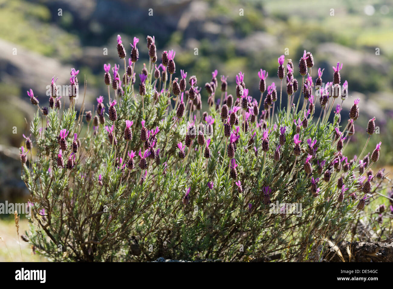 Spanish Lavender or Topped Lavender (Lavandula stoechas), Lake Bafa, Muğla Province, Aegean region, Turkey Stock Photo