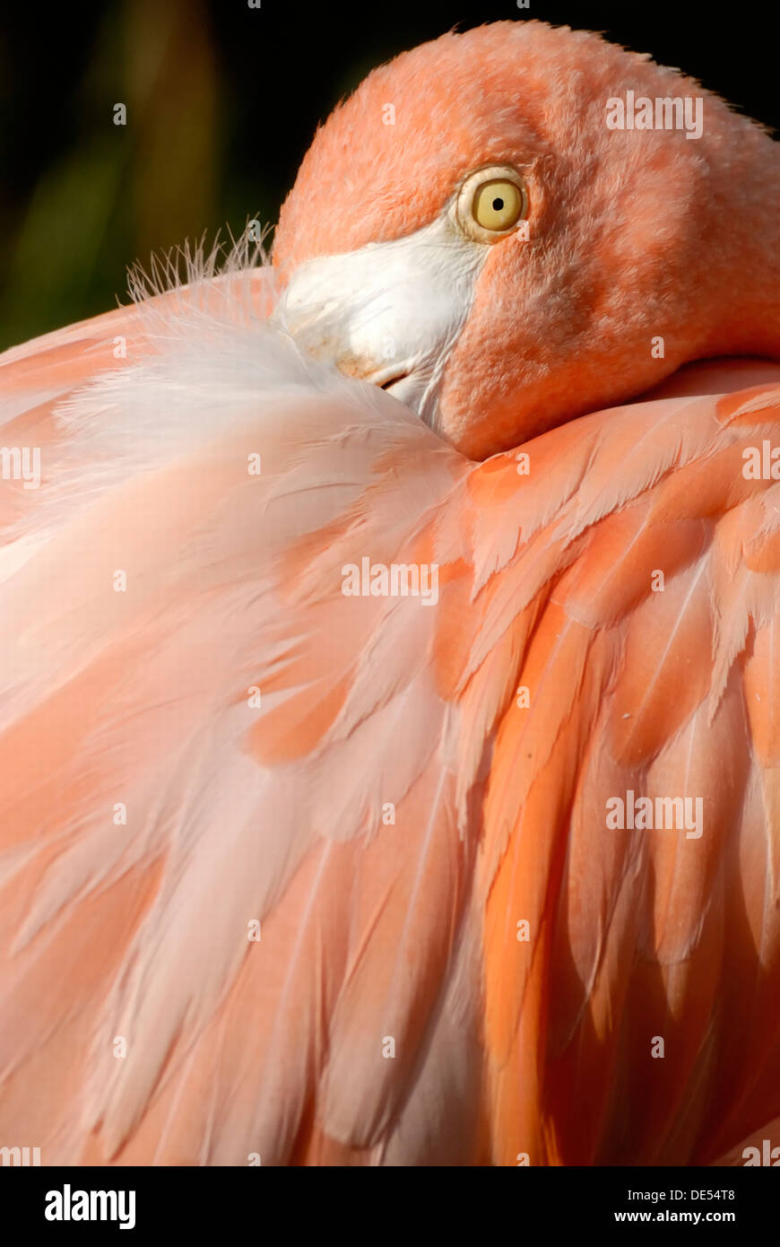 Caribbean Flamingo (Phoenicopterus ruber ruber), detail Stock Photo