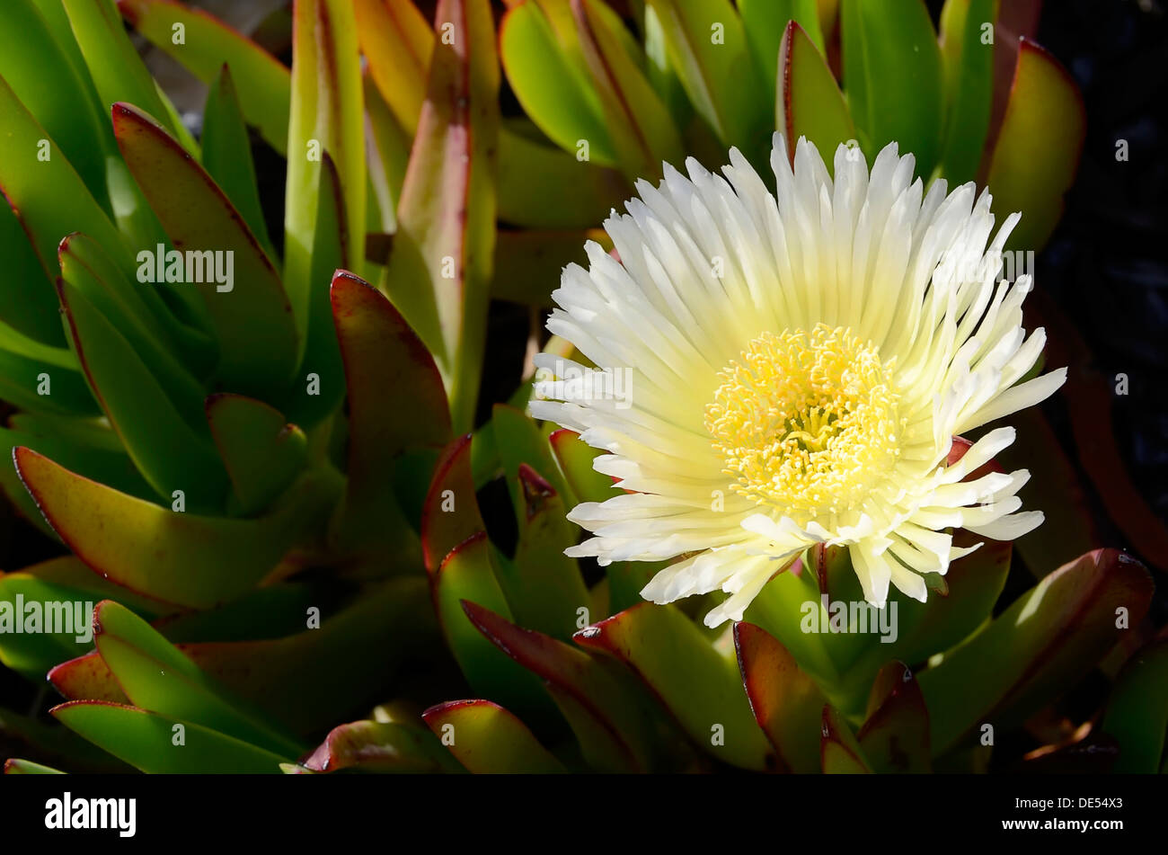 Ice plant, Highway ice plant, Pigface or Hottentot fig (Carpobrotus edulis), dunes south of Bastia, Corsica, France, Europe Stock Photo