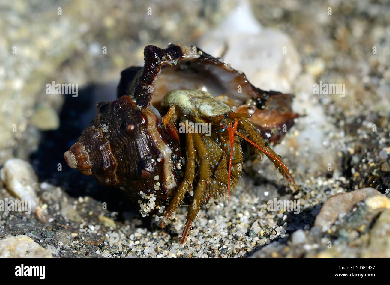 Common Marine Hermit Crab (Pagurus bernhardus) coming out of shell, coast near Aleria, Corsica, France, Europe Stock Photo