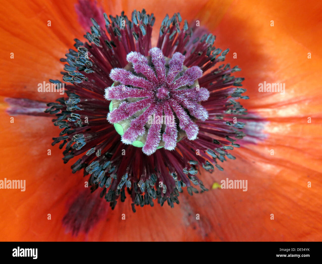 Red poppy flower Stock Photo