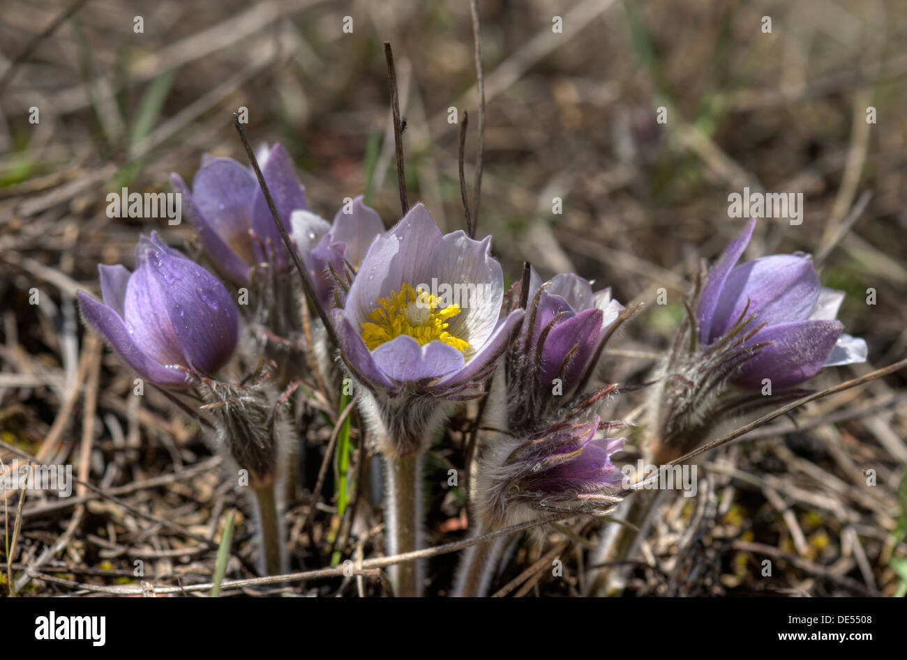 Pasque flowers (Pulsatilla patens) aka "crocus" in the Colorado Rockies