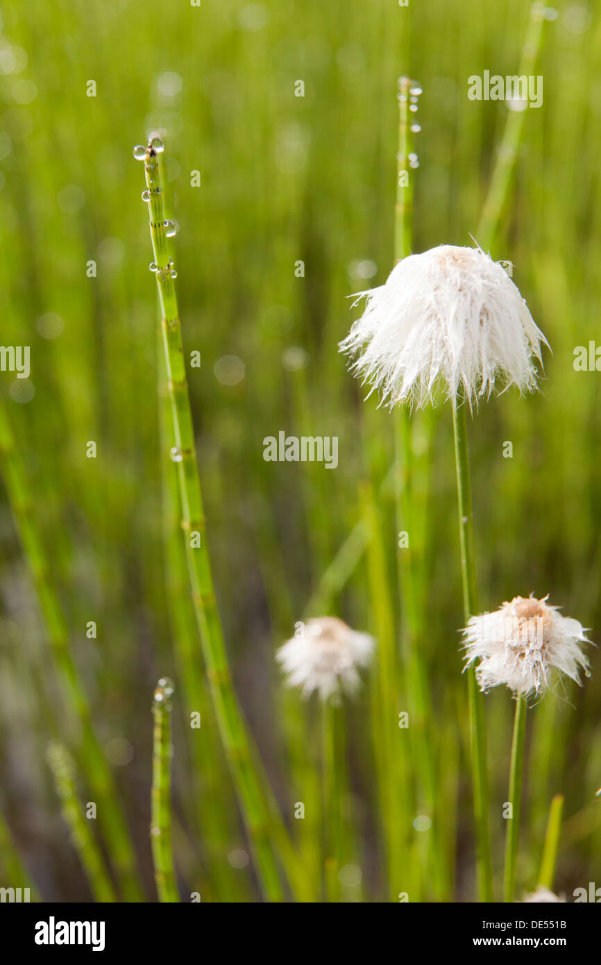 White-cotton grass, Kenai Peninsula, Alaska, U.S.A. Stock Photo