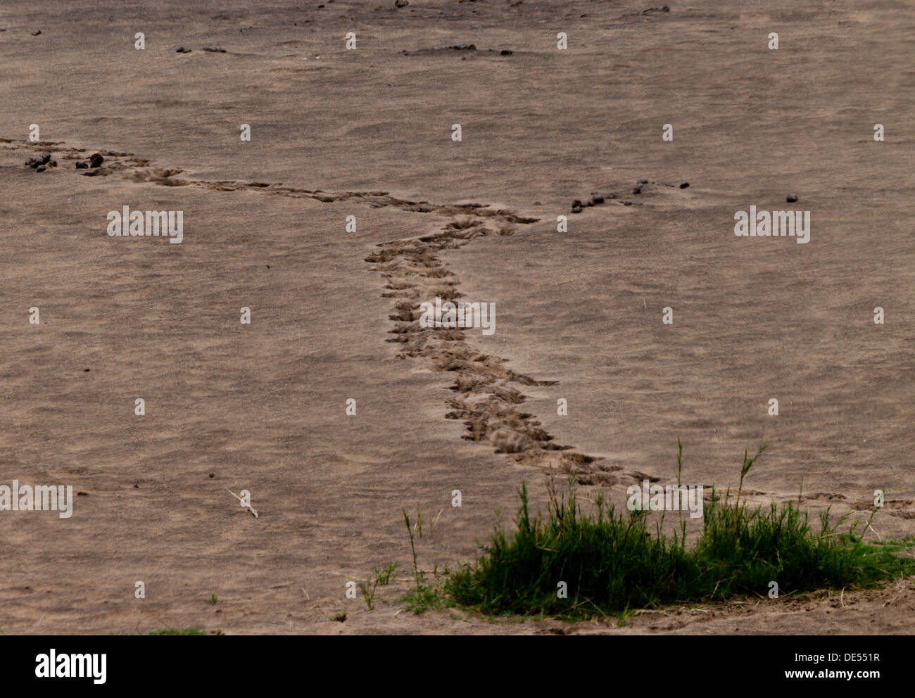 Elephant footprint hires stock photography and images Alamy