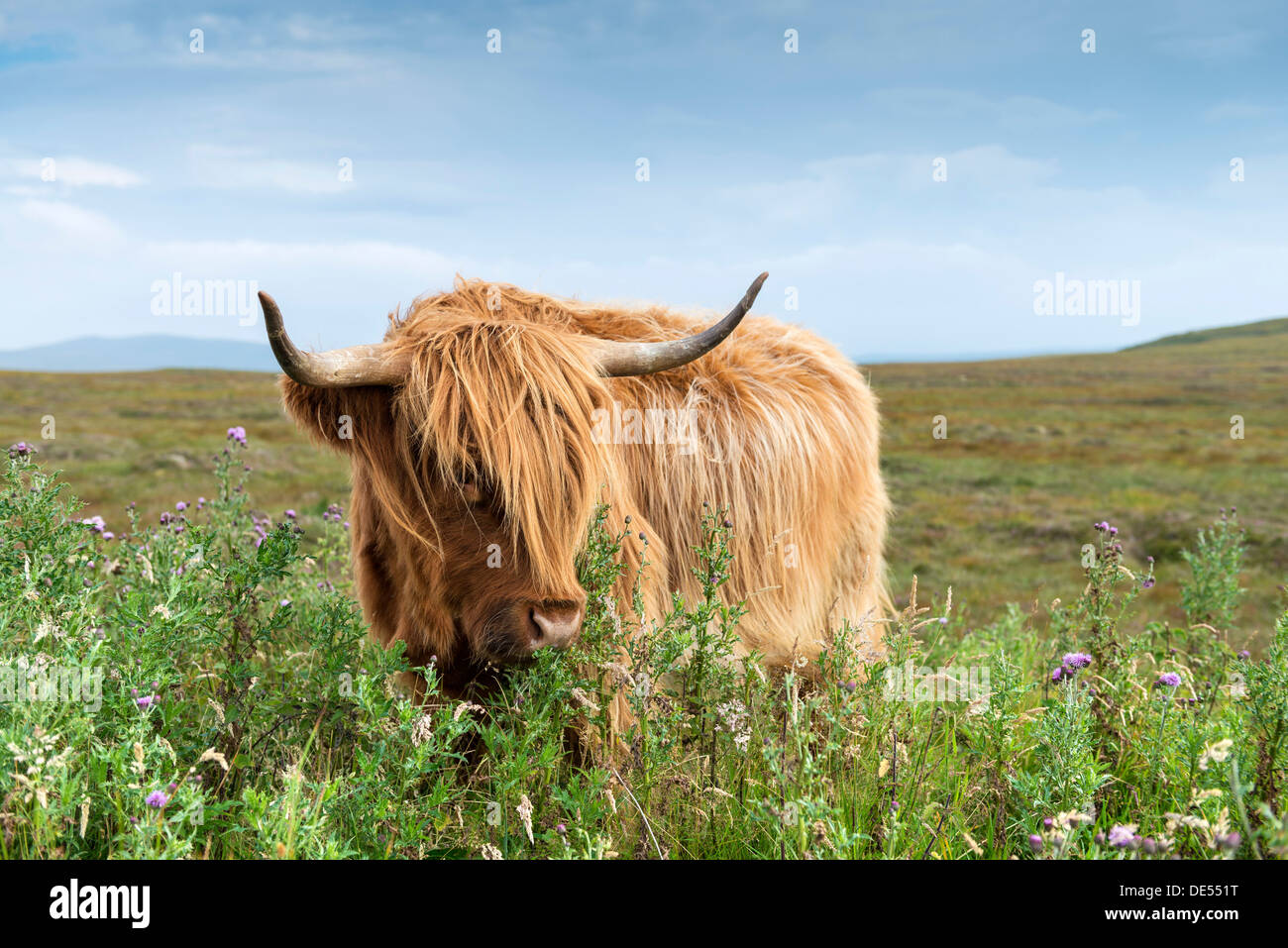 Scottish Highland Cattle or Kyloe grazing on thistle flowers, northern