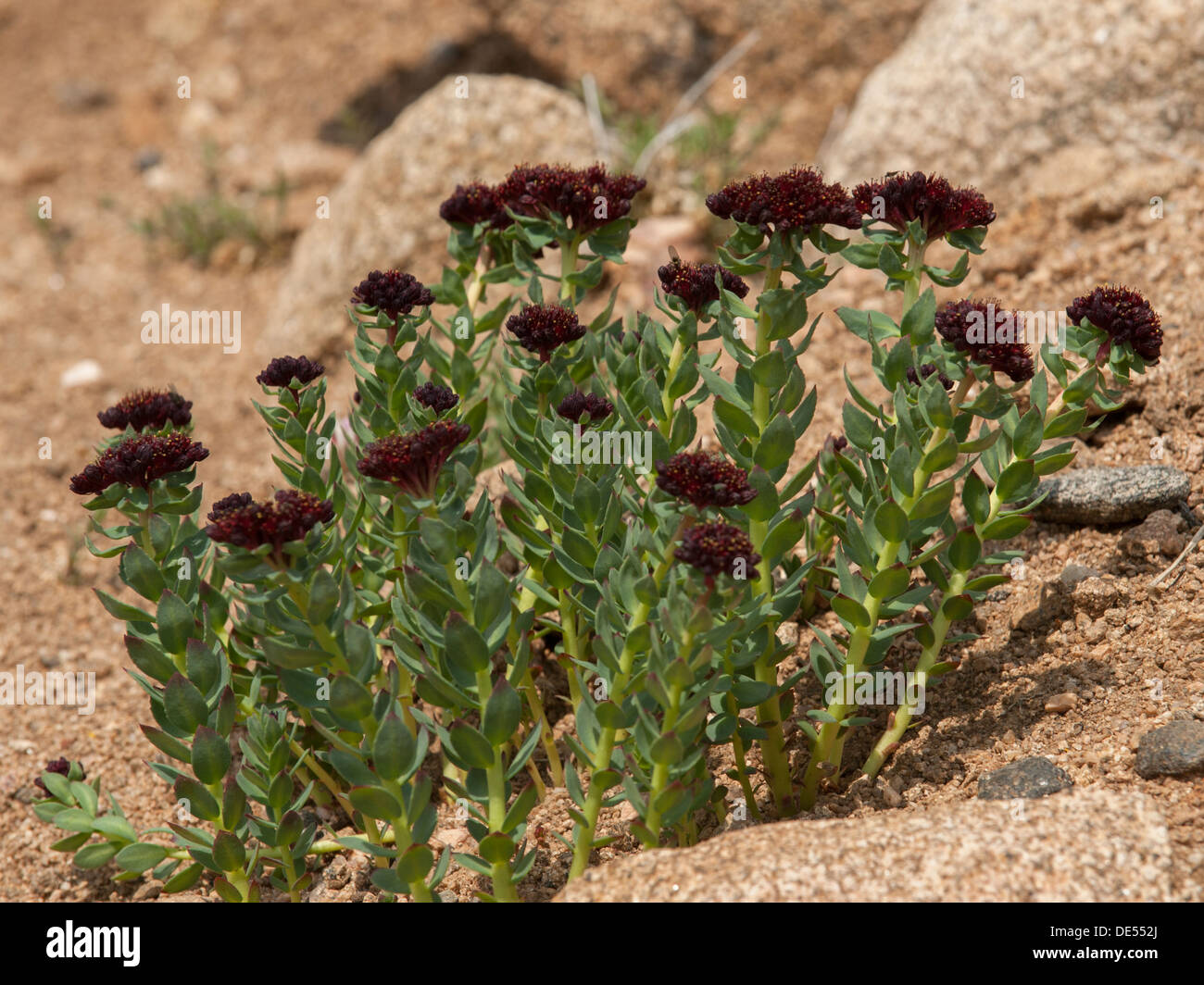 King's Crown (Rhodiola integrifolia aka Sedum rosea) in the Alpine biotic zone, Rocky Mountain National Park, Colorado Stock Photo