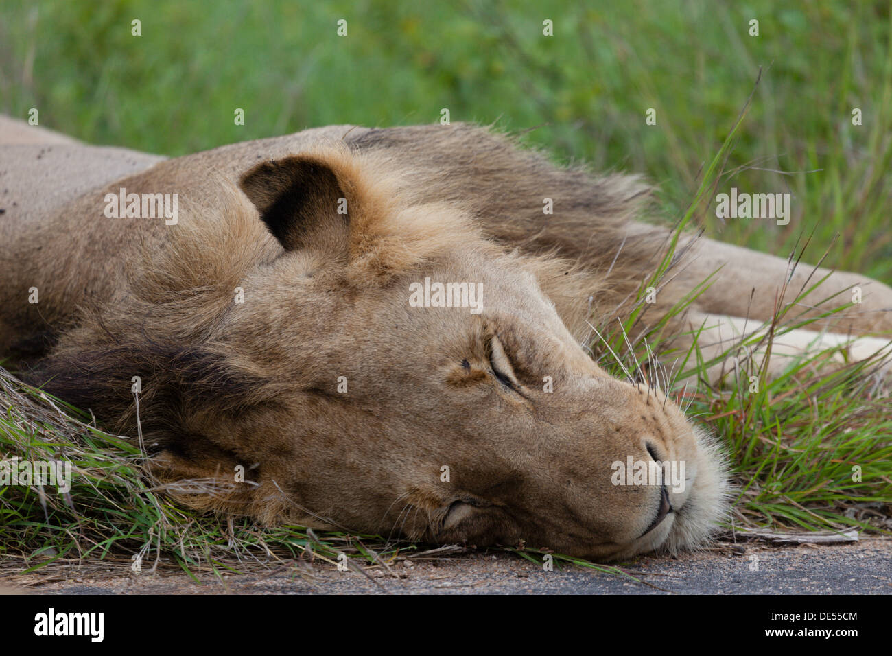 Lion young male hi-res stock photography and images - Alamy