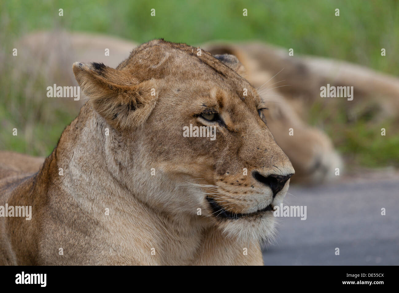 Female lioness - head alert Stock Photo