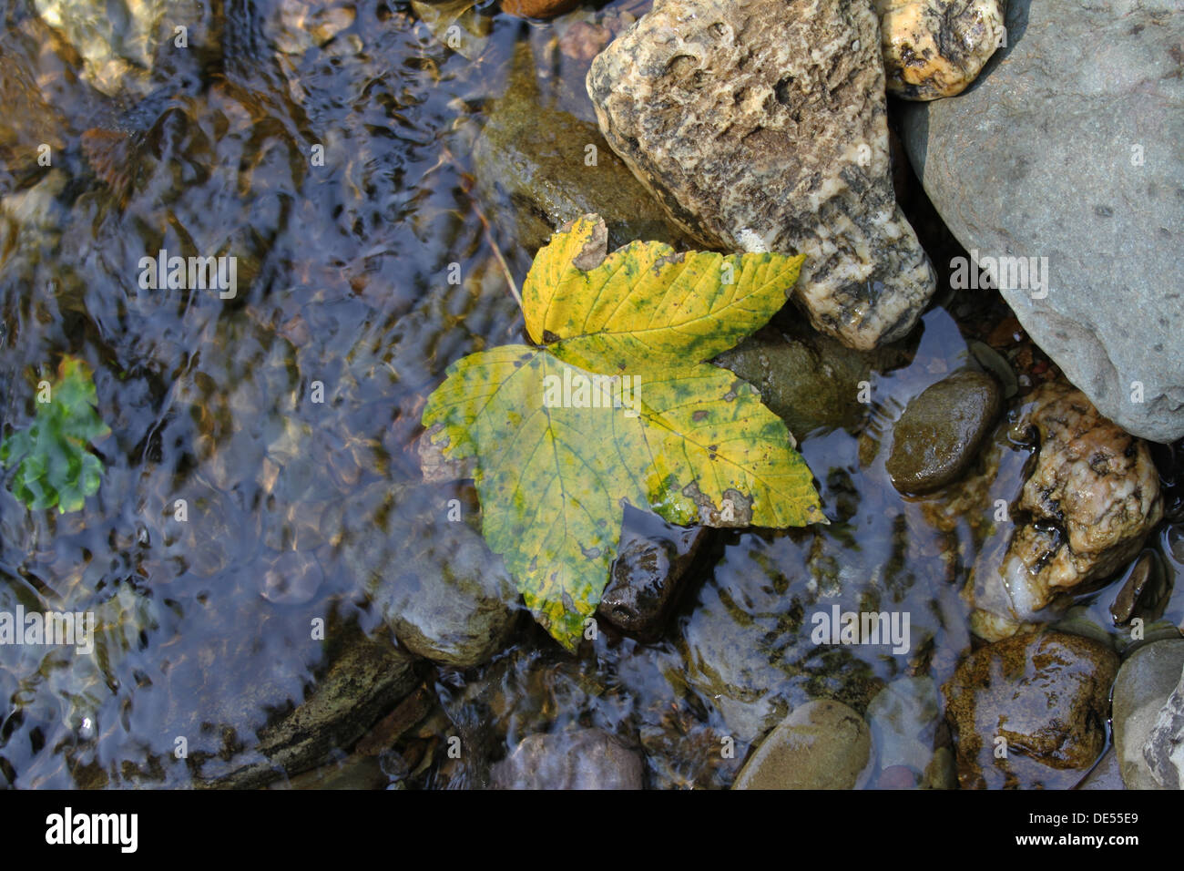 Yellowing leaf at water's edge. Autumn. UK Stock Photo Alamy