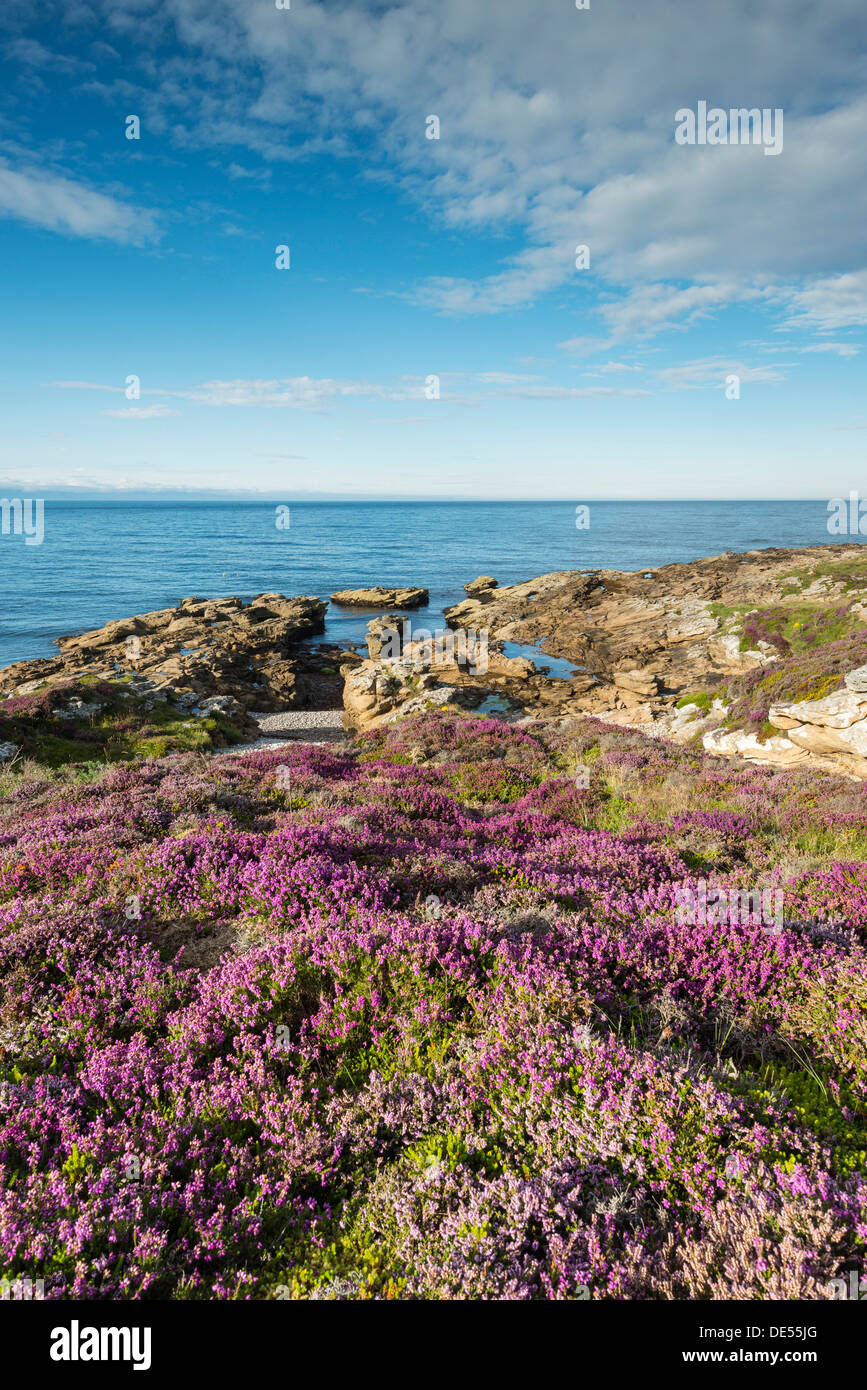 Rugged coastal landscape with flowering heather (Ericaceae) on the Moray Firth at Tarbat Ness, Scotland, United Kingdom, Europe Stock Photo