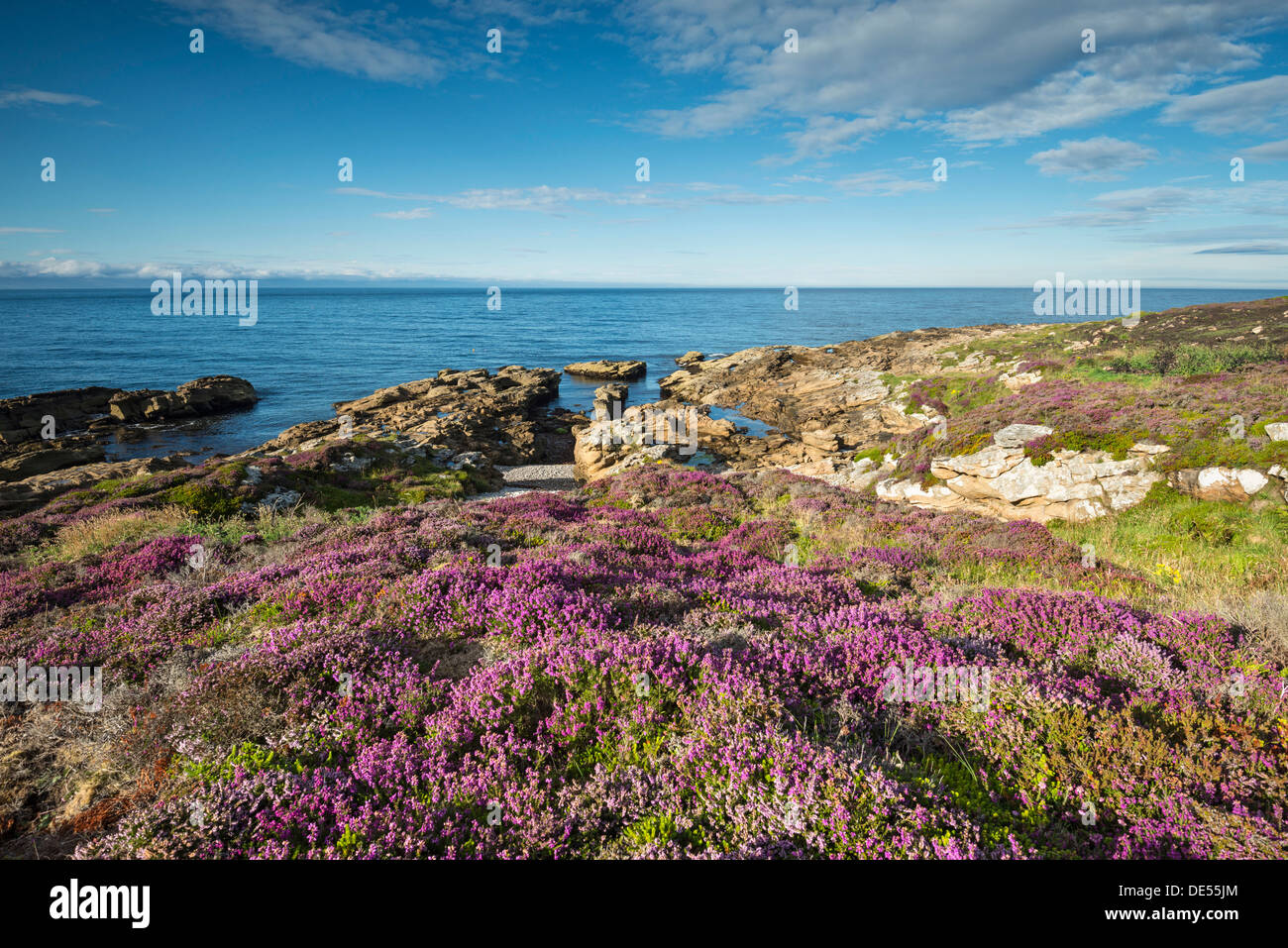 Rugged coastal landscape with flowering heather (Ericaceae) on the Moray Firth at Tarbat Ness, Scotland, United Kingdom, Europe Stock Photo