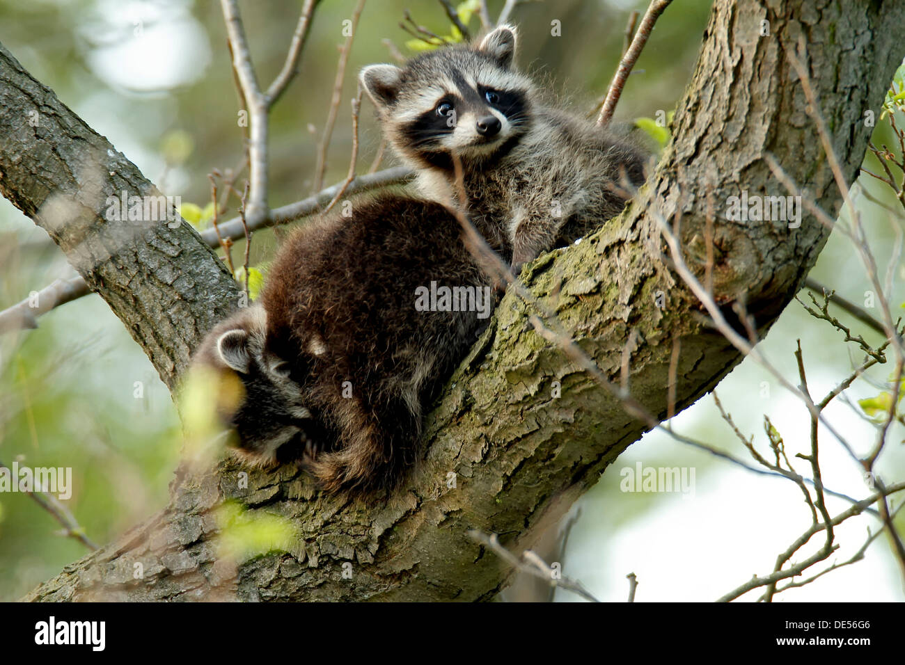Raccoons (Procyon lotor), juveniles in a tree, Drosedower Bek, Mecklenburg-Strelitz district, Mecklenburg-Western Pomerania Stock Photo