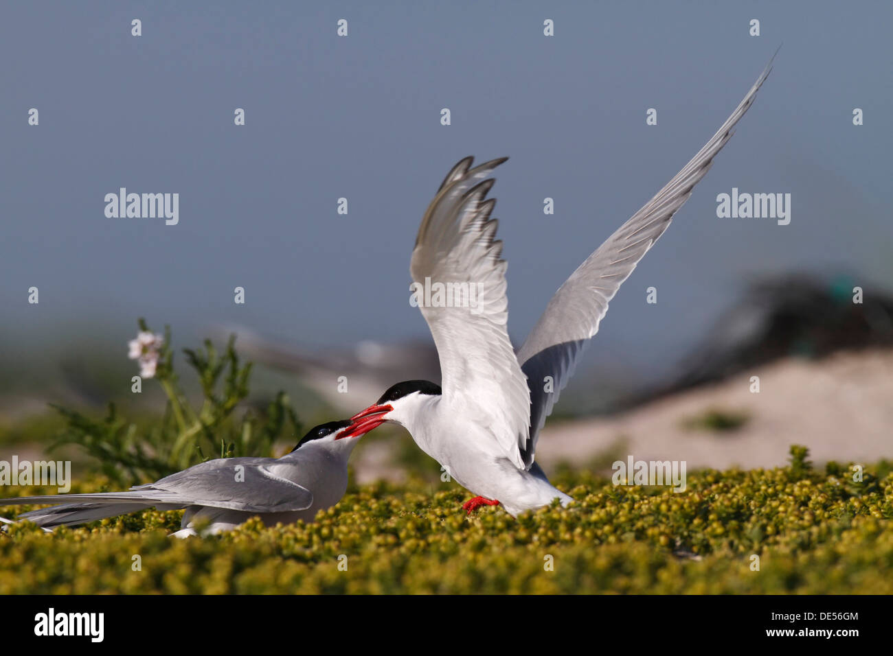 Arctic Terns (Sterna paradisaea), rivals fighting for territory, Minsener Oog, East Frisian Islands, Lower Saxony Wadden Sea Stock Photo