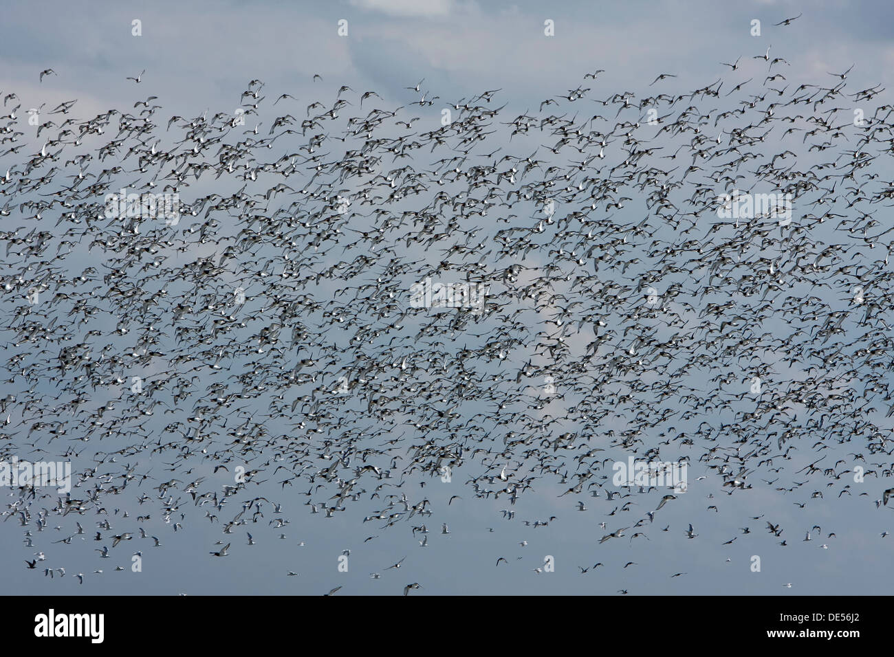 A flock of Eurasian Oystercatchers (Haematopus ostralegus) in flight, Minsener Oog, East Frisian Islands, Friesland District Stock Photo