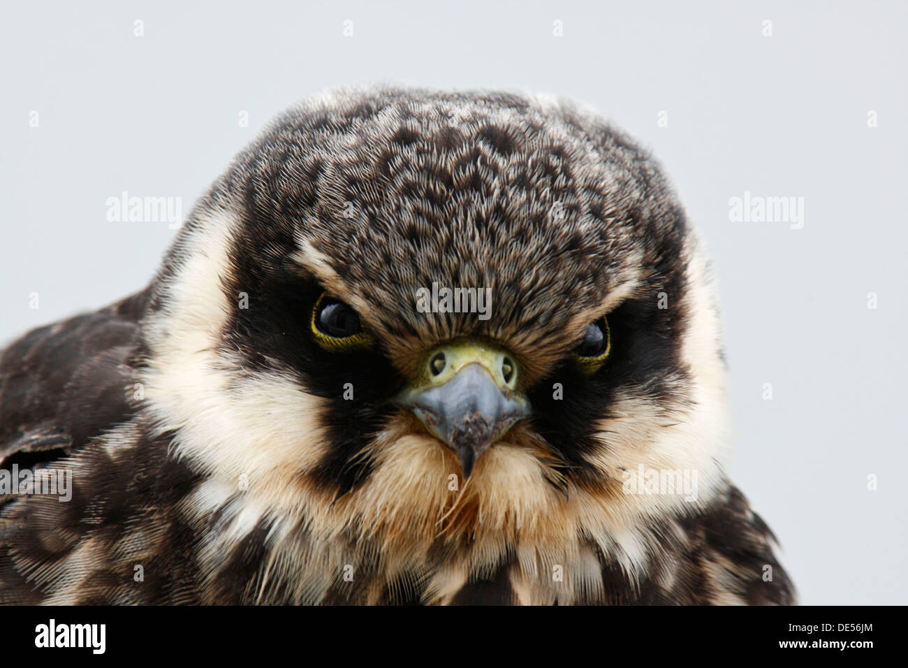 Eurasian Hobby (Falco subbuteo), juvenile, portrait, Ostriesische Inseln, Friesland, Lower Saxony, Germany Stock Photo