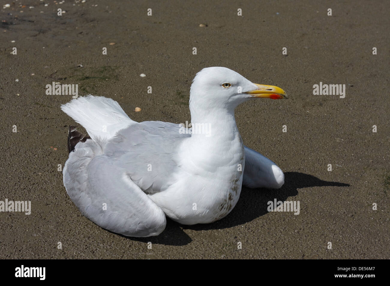 Herring Gull (Larus argentatus) acting apathetic and having coordination difficulties due to a thiamine deficiency, deficiency Stock Photo