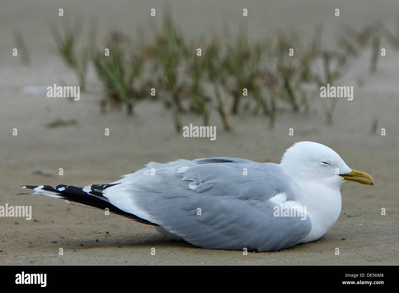 Commomn Gull (Larus canus) acting apathetic and having coordination difficulties due to a thiamine deficiency, deficiency Stock Photo