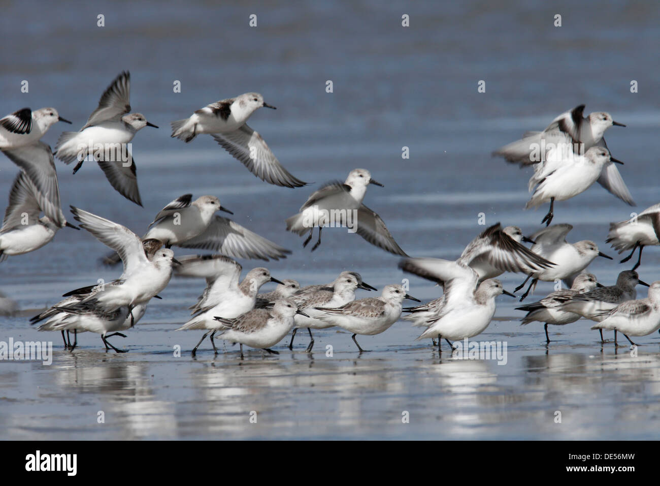 Sanderling (Calidris alba), flock in the mudflats during the spring migration, East Frisian Islands, East Frisia, Lower Saxony Stock Photo