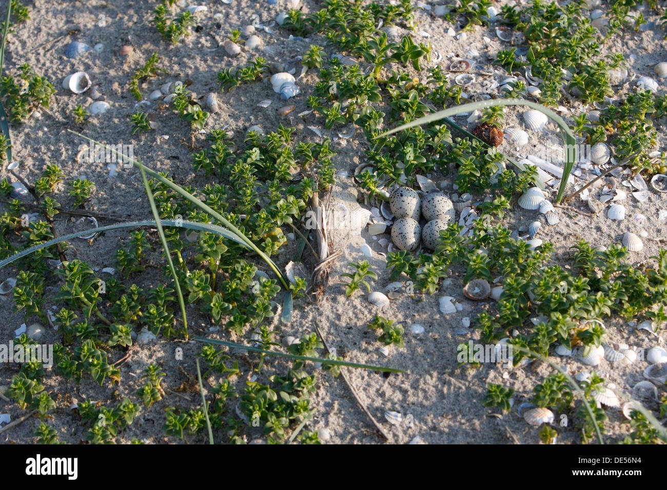 Clutch of a Common Ringed Plover or Ringed Plover (Charadrius hiaticula) amidst salicornia, East Frisian Islands, East Frisia Stock Photo