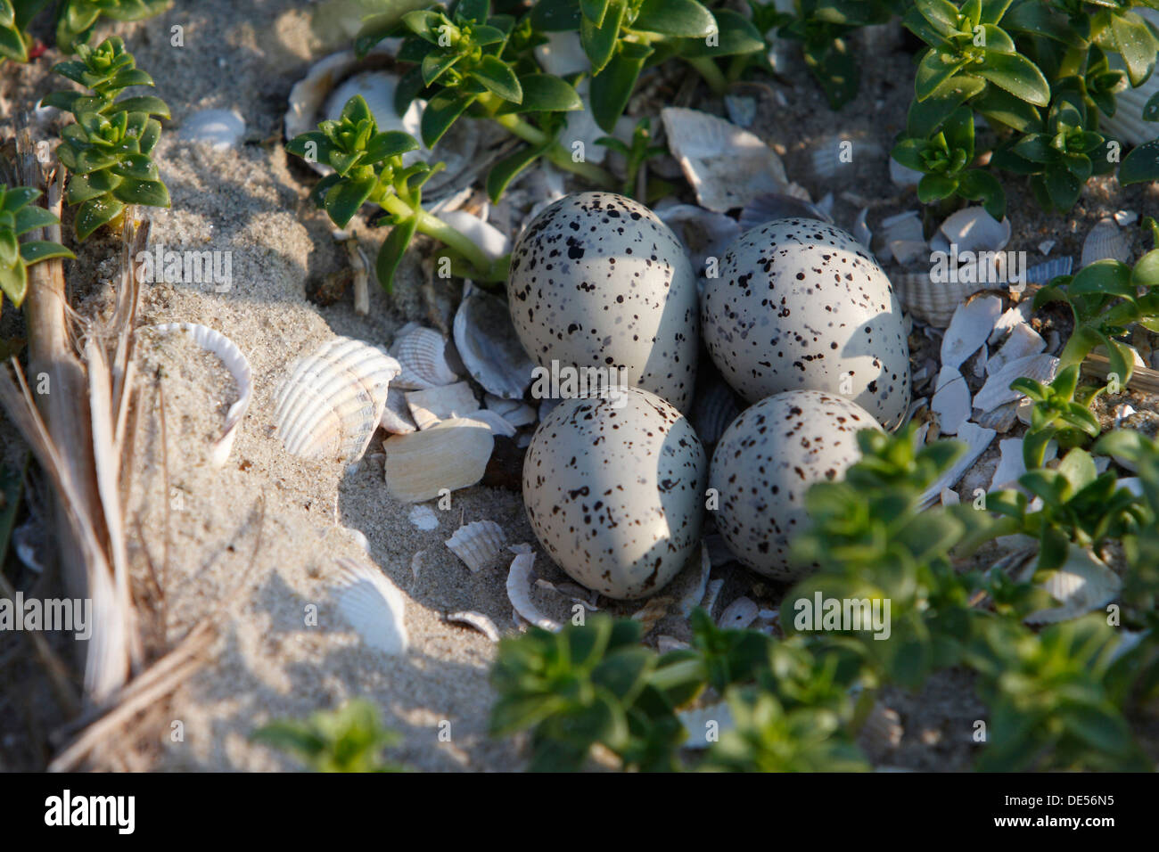 Clutch of a Common Ringed Plover or Ringed Plover (Charadrius hiaticula) amidst salicornia, East Frisian Islands, East Frisia Stock Photo