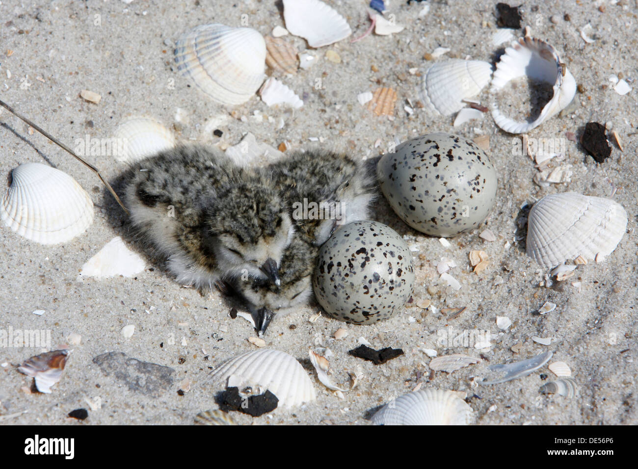 Common Ringed Plover or Ringed Plover (Charadrius hiaticula), chicks in the nest, clutch, East Frisian Islands, East Frisia Stock Photo