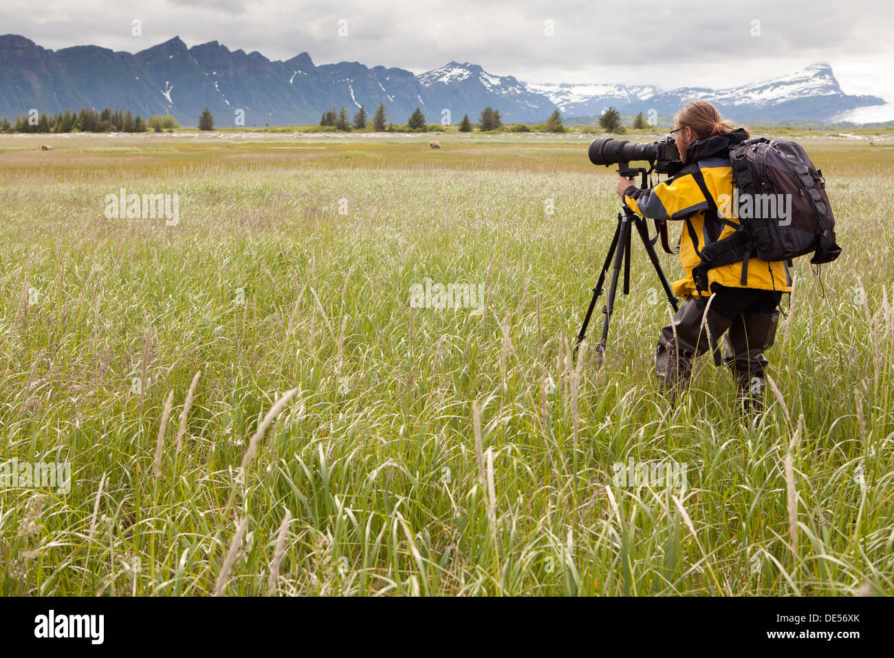 Taking pictures of grizzly bears, Katmai National Park, Alaska, U.S.A. Stock Photo