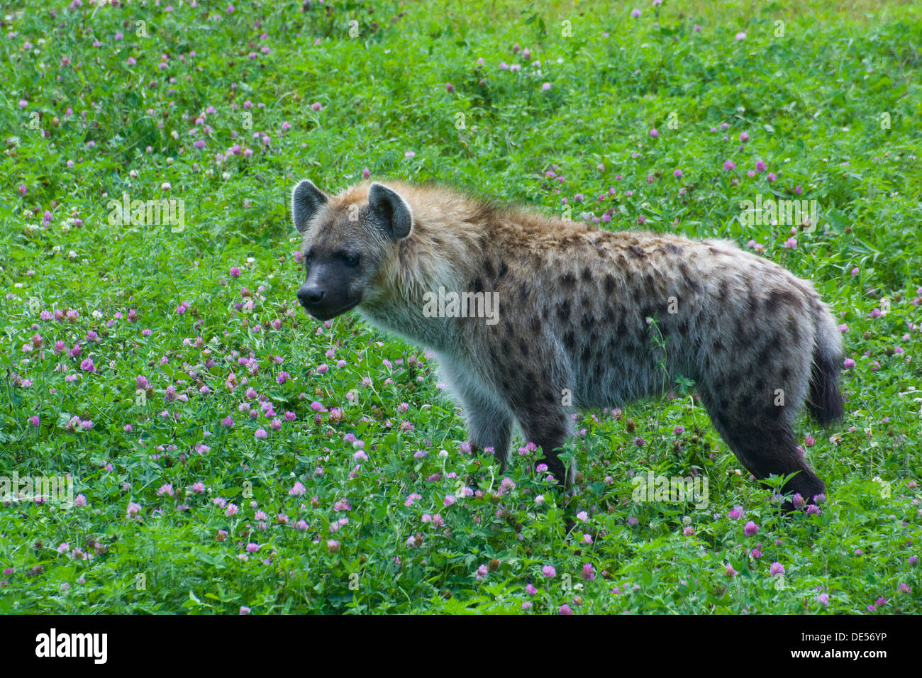 A Spotted Hyena Stock Photo - Alamy