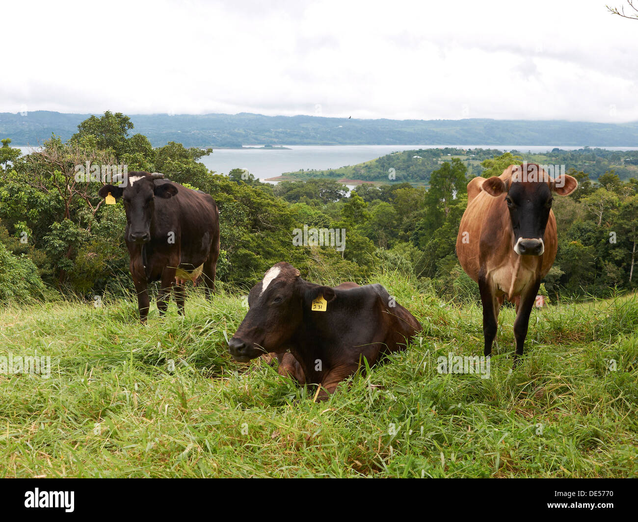 Cattle in a field near Lake Arenal, Nuevo Arenal, Costa Rica