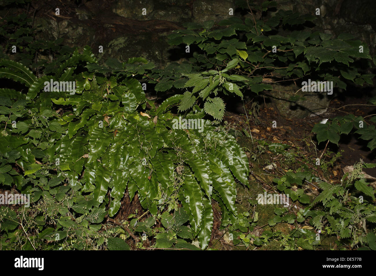 hartstongue fern. Creswell Crags, Welbeck, Worksop, Nottinghamshire, UK Phyllitis scolopendrium Stock Photo
