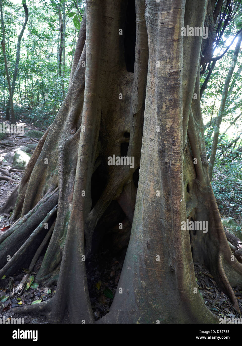 Strangler Fig (Ficus) wrapped around a host tree, tropical rain forest, Las Pailas, Ricòn de la Vieja National Park Stock Photo