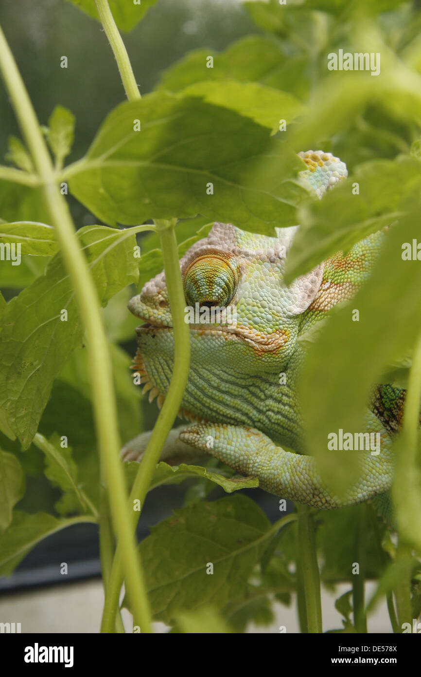 male yemen or veiled chameleon amongst plants Chamaeleo calyptratus Stock Photo
