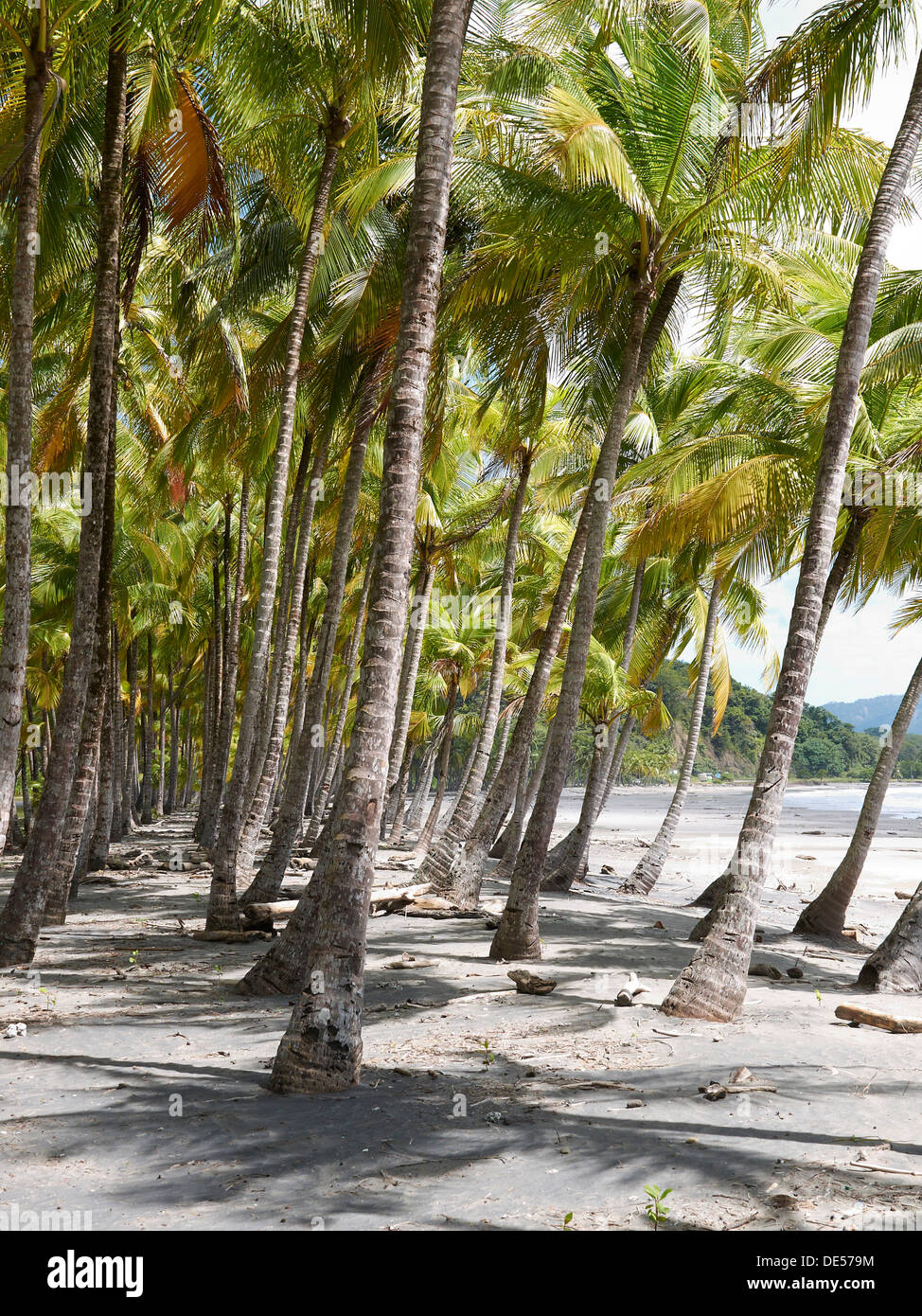 Grove of palm trees on the beach, Playa Carryllo, Nicoya Peninsula