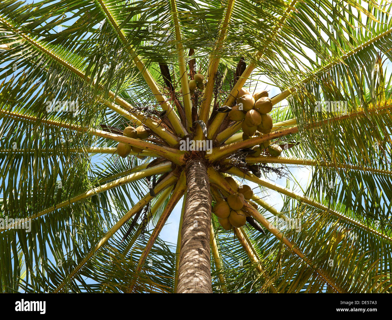 Coconut palm (Cocos nucifrea), worm's-eye view, Playa Carryllo, Nicoya Peninsula, Costa Rica, Central America Stock Photo