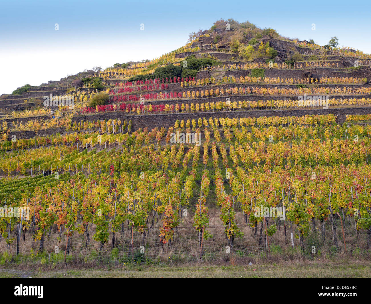 Vineyard with vines on steep slopes and terraces in autumn, Mayschoß ...