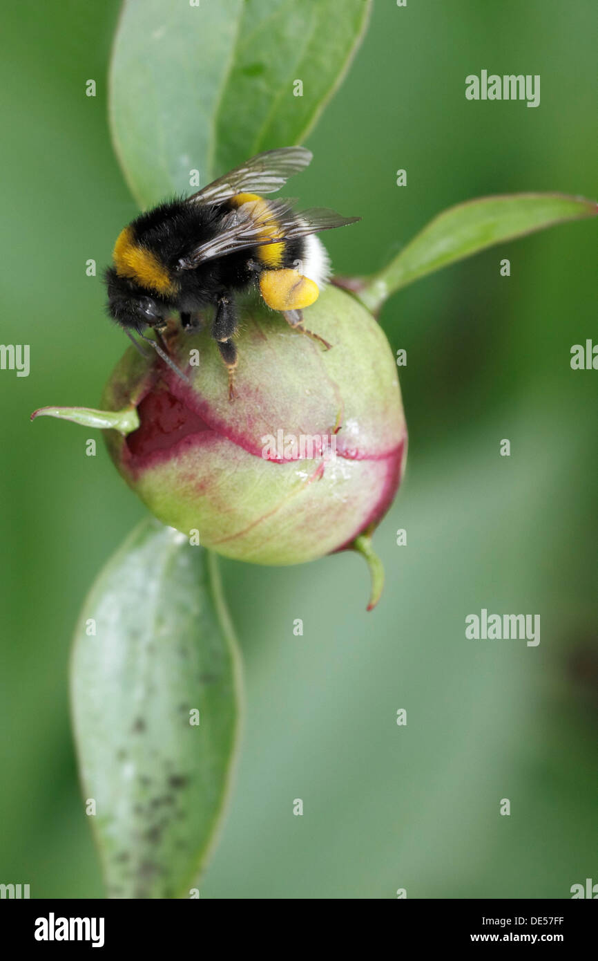 Buff-tailed bumblebee, Large earth bumblebee (Bombus terrestris) perched on a bud of European peony (Paeonia officinalis) Stock Photo