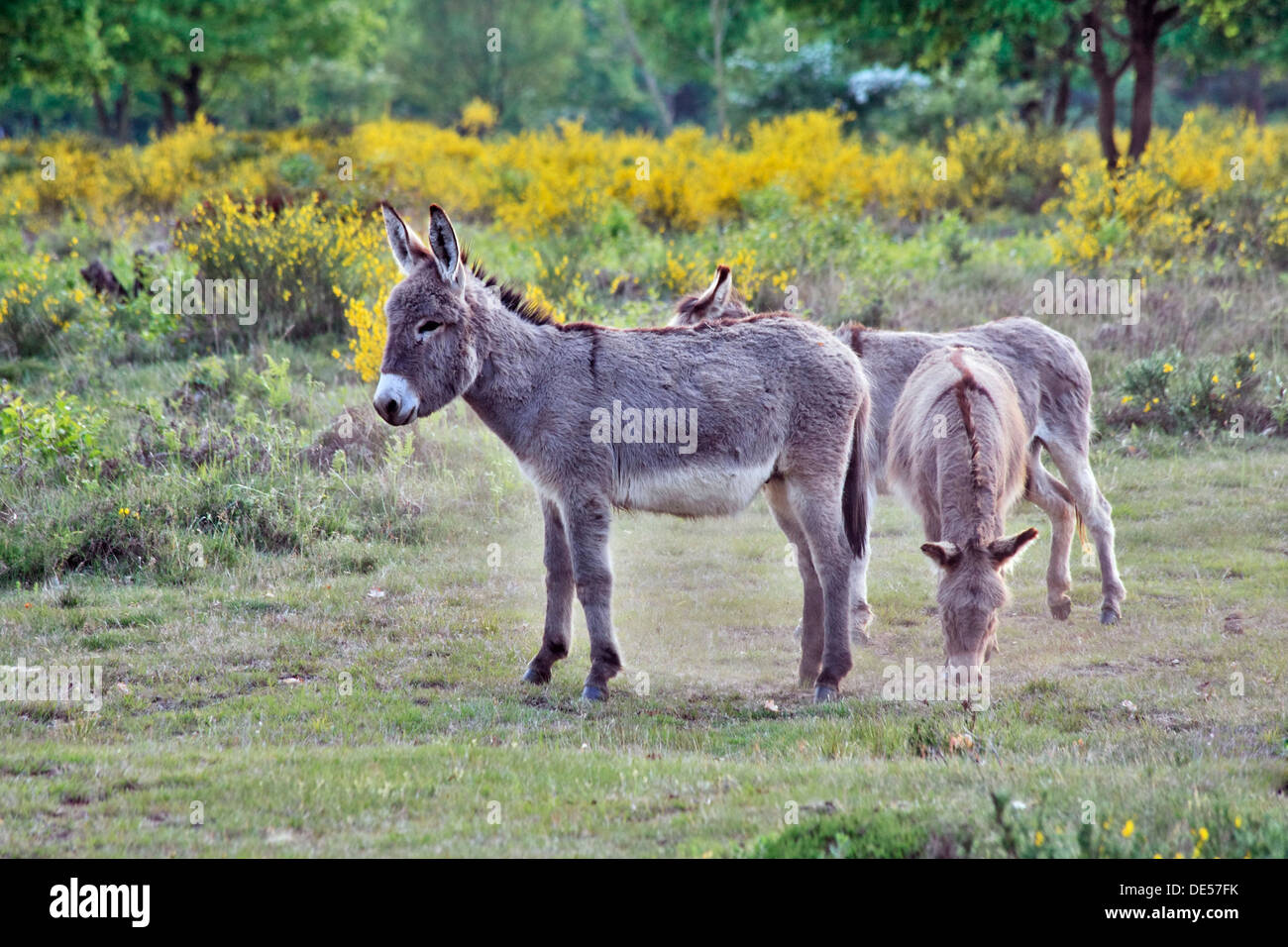 Domestic Donkeys (Equus asinus asinus), group of three in heathland, Geisterbusch, Wahner Heide, Cologne, North Rhine-Westphalia Stock Photo